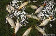 野钓大鱼：鲫鱼、草鱼、青鲤、鳊鱼通杀的玉米面饵料配方