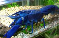 蓝色龙虾的起源揭秘
