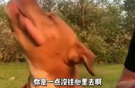 比特犬的养护与挑战：适合普通人养吗?