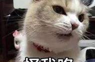 新手养猫手册：猫咪成长全解析