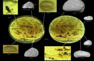 科学家在琥珀中发现了巨型精子，刷新了记录