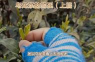 如何选购优质的乌龙茶？小知识揭秘