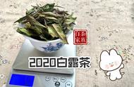 新手必备：5个关键词助你全面了解白茶