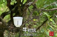 去年的干旱对龙王庙造成了什么影响？今年武夷岩茶有哪些新特点？