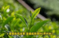 探索乌龙茶的各种形状