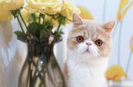 加菲猫的可爱外表与难以驯服的性格：新手养猫者需谨慎