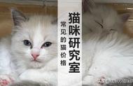 猫咪购买指南3：理解猫的价格模式和三十种常见品种猫的合理价位