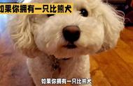 比熊犬养护指南：你需要知道的一切