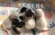 长毛猫和短毛猫的差异：看完后，你准备养哪种猫？