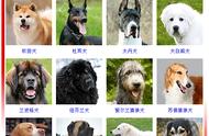 你知道AKC认证的常见犬种有哪些吗？（图文解析）