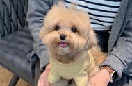 养了马尔泰犬后，我被它深深吸引