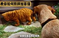 照顾迷人加菲猫的秘诀是什么？