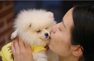 养过博美犬的人，为什么不再建议养公犬？5个理由让你无法反驳