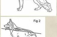 德牧体形结构与运动全攻略：图解指南