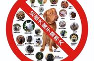 养狗指南：城市中不违法的大型犬种类