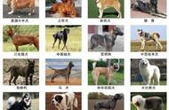 大连市对中华田园犬禁养问题的回应