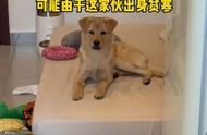 中华田园犬有多省钱？女子晒出狗狗的乖表现