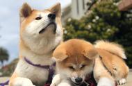 秋田犬与柴犬：忠犬八公的两种不同萌态