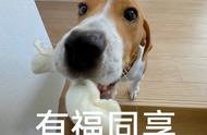 铲屎官揭秘：养了比格犬才懂的“真香”