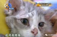 九天后才发现猫癣，卖家在售出前有没有进行过检查？