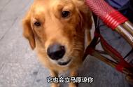 铲屎官如何养出一只健康的金毛犬？看这些特征！#狗狗