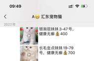 布偶猫与金吉拉猫：哪个更值得拥有？