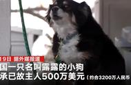 已故主人的财富被牧羊犬继承，价值高达3200万元