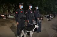 被训练成警犬的哈士奇，决定追求自己的梦想