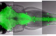 新研究：斑马鱼也像我们一样需要睡觉