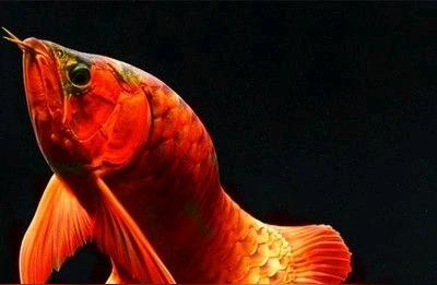 中国十种顶级观赏鱼：红龙鱼与其他珍稀品种