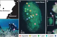 四年时间，珊瑚礁恢复速度超乎想象！