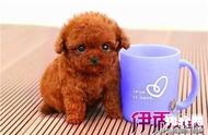 如何优雅地饲养茶杯泰迪犬？