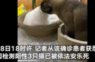 哈尔滨宠物猫事件：新冠下的生命抉择与情感冲击