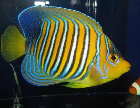 组图：自然界35大最美丽的鱼类排行榜，小丑鱼位居榜首