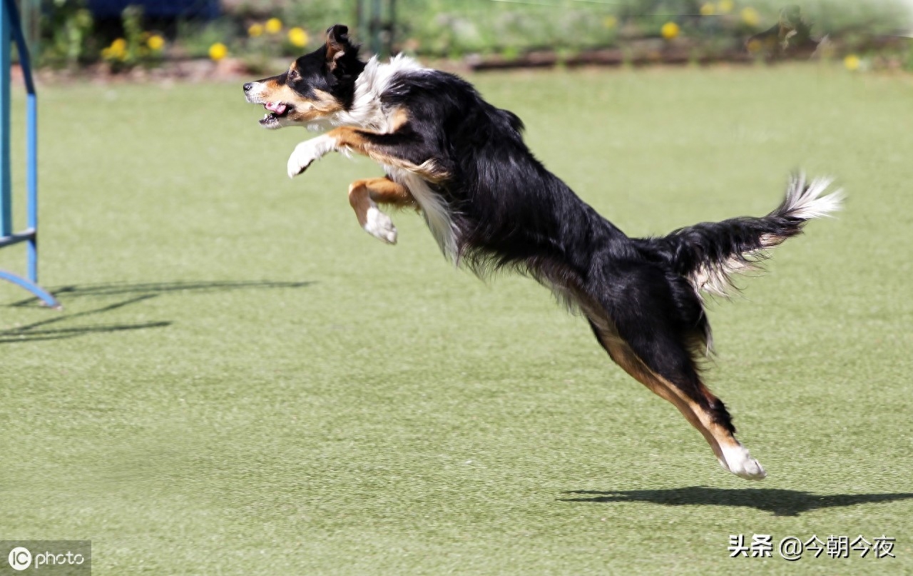 世界上智商排名第一的犬--边境牧羊犬