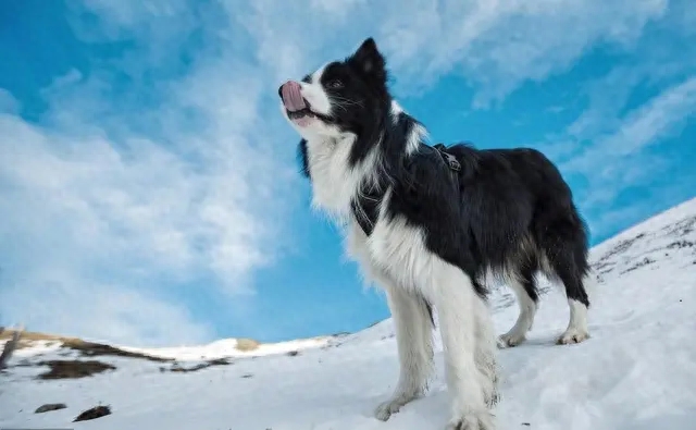 边境牧羊犬：一种智商与长相成正比的狗狗。了解后，爱了