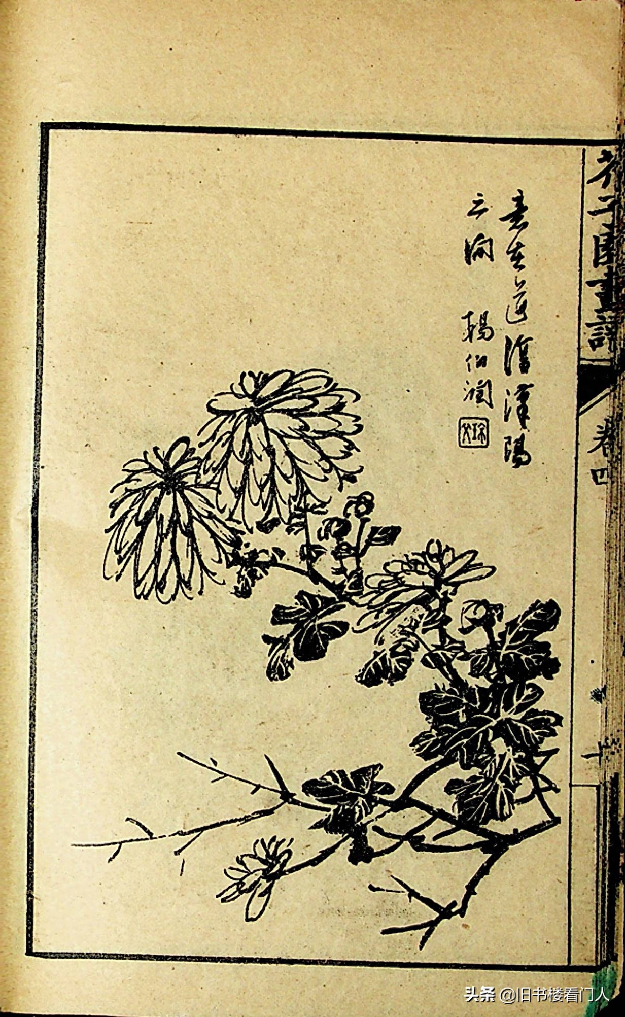 艺术类学画必修之书－《芥子园画谱·菊谱》