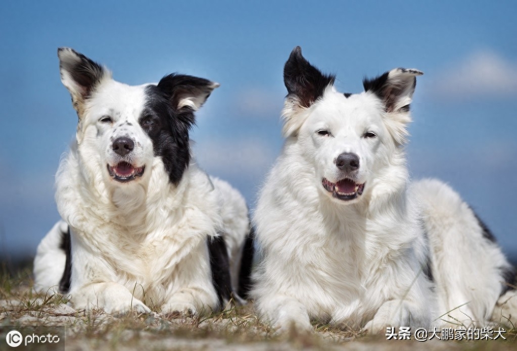 狗狗届的IQ大佬，边境牧羊犬