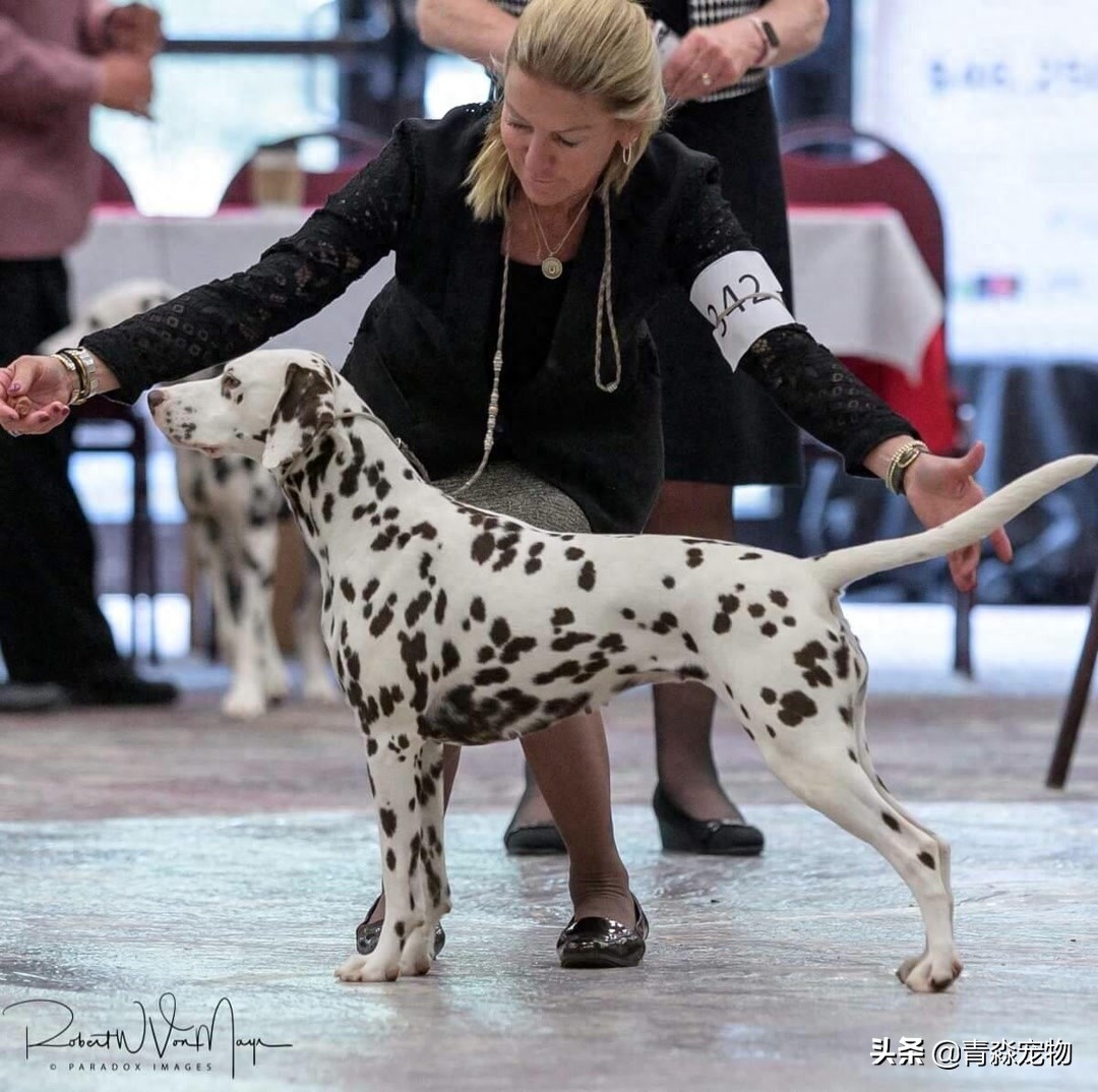 欣赏 2019 美国大麦町犬，国家单独犬展！