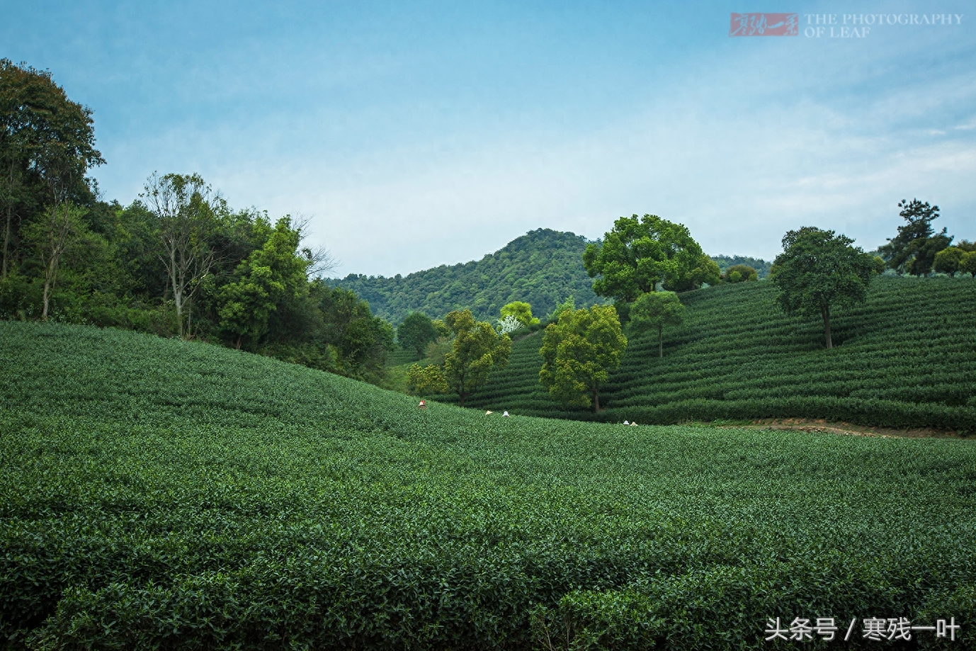 这茶才叫西湖龙井，景区买的是龙井茶，价格差很多别被骗了