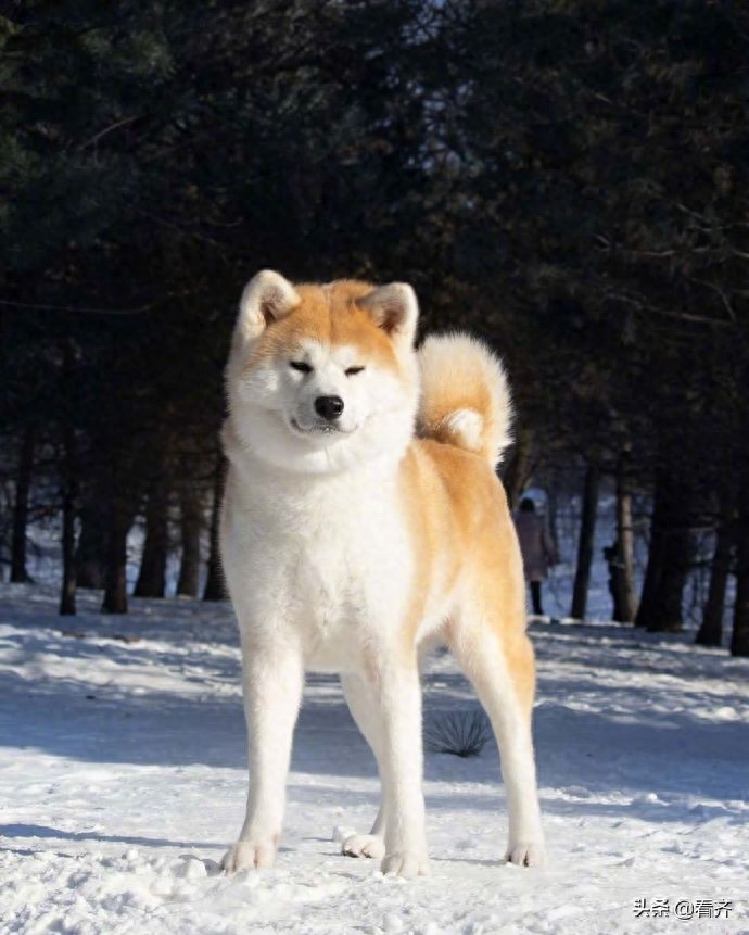 大脸盘子小咪咪眼，秋田犬从小到大都是一副忧心忡忡的表情