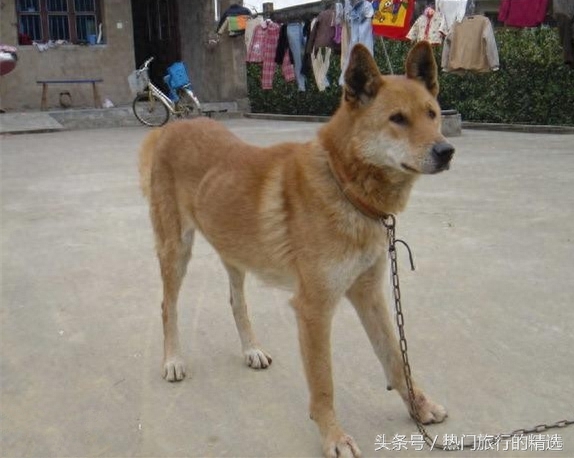 中华田园犬三大品系之江浙品系，立耳嘴尖四肢修长