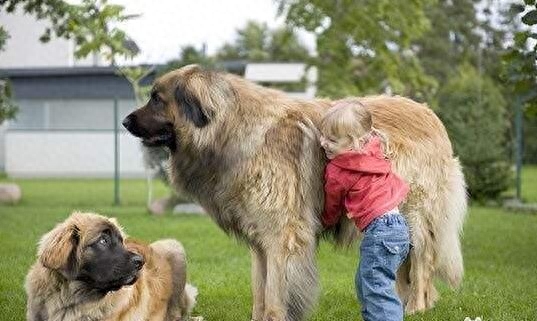 动物图集：兰波格犬