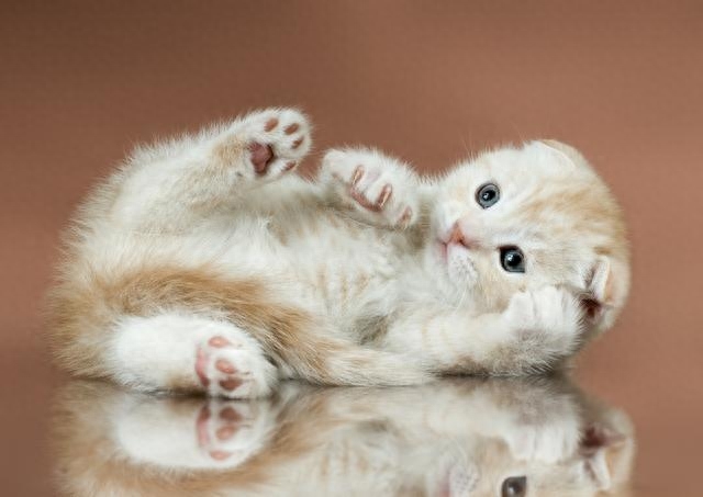 待人友善温柔喵星人代表——苏格兰折耳猫