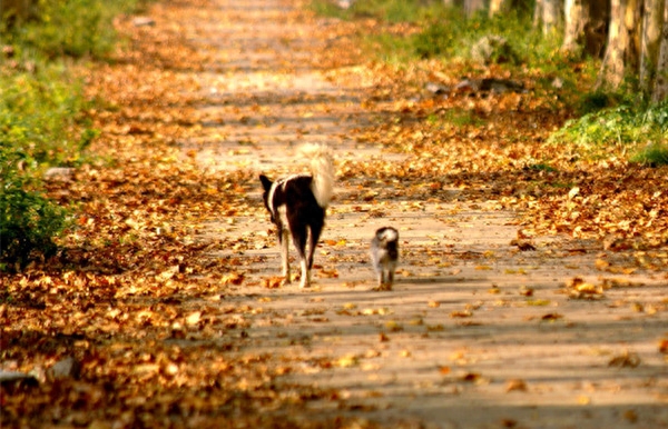 最美中华田园犬摄影——渐行渐远的乡村与土狗