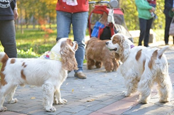 美国可卡犬，狗狗中的贵族，雍容华贵！