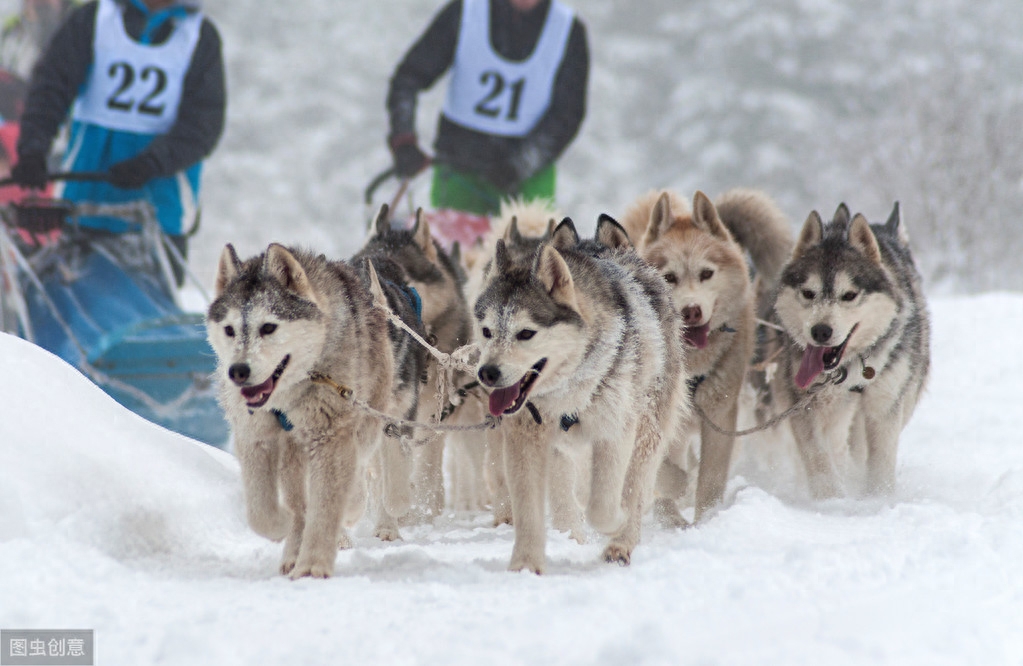 金毛、贵宾犬、哈士奇、柴犬等常见狗狗！哪种更适合做家庭犬？