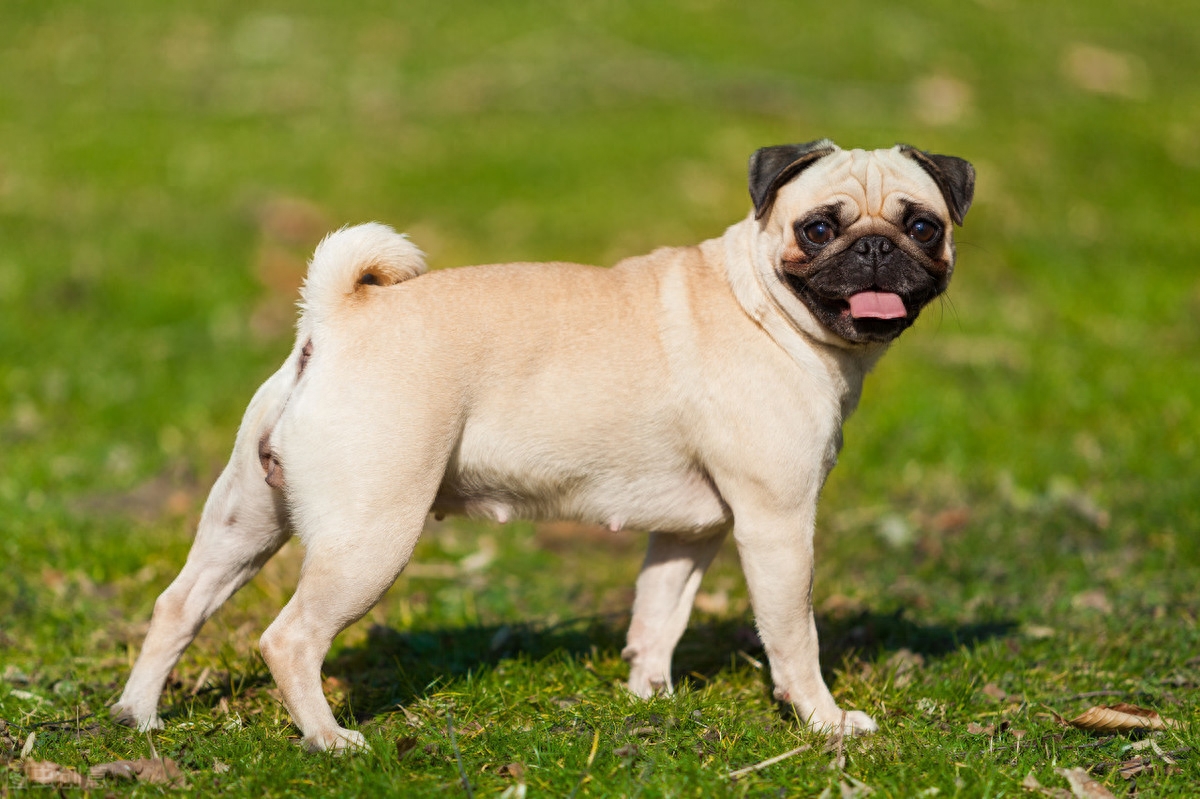 常见家庭的饲养犬——八哥犬