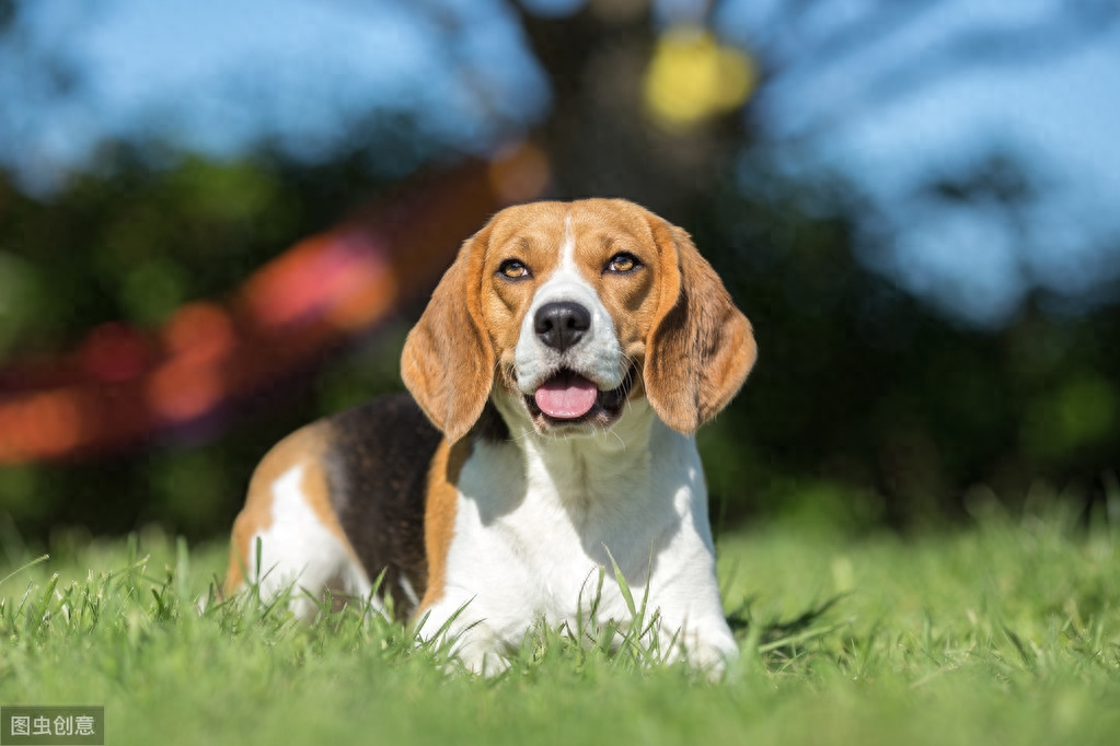 世界上最小的狩猎犬-比格犬，体型虽小却能轻松抓捕兔子