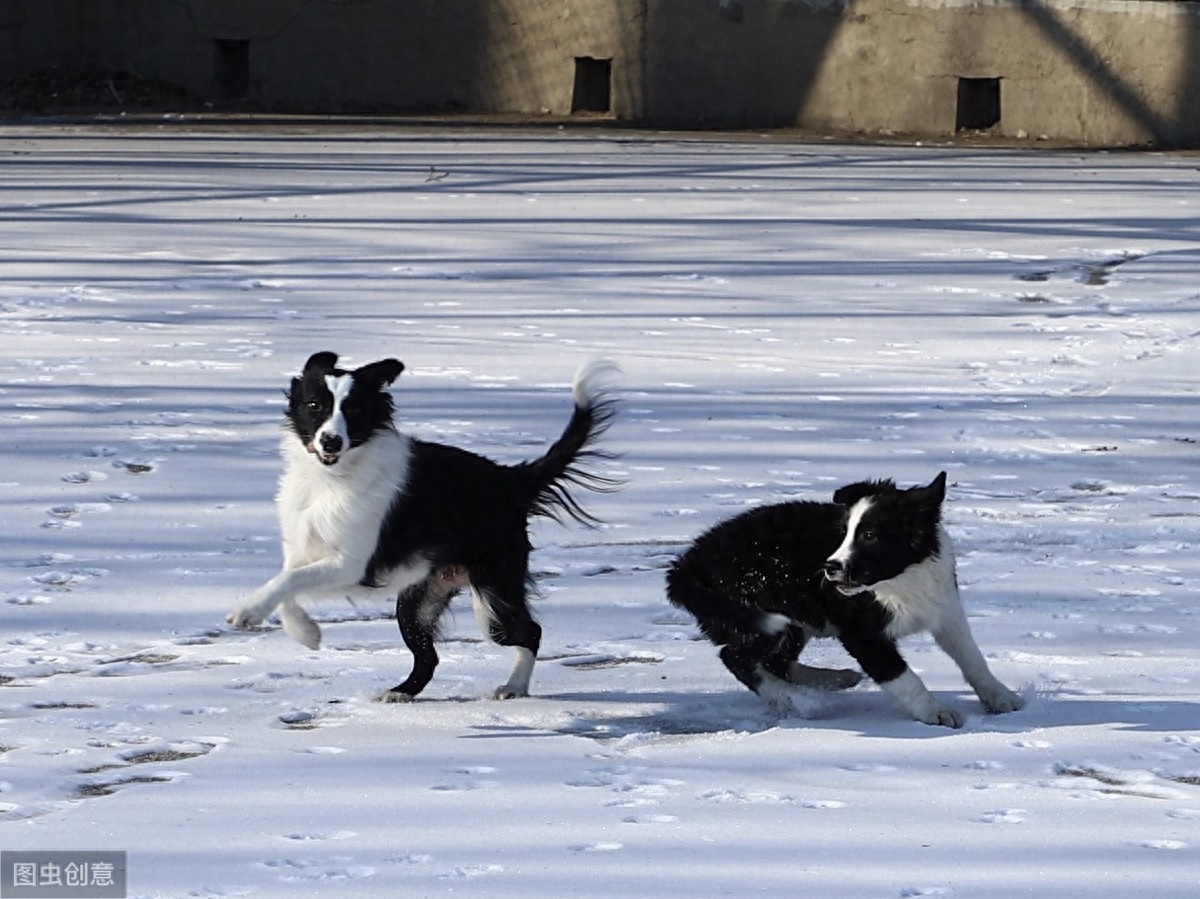 边境牧羊犬虽然聪明，养起来不容易，最好从小注意这3点